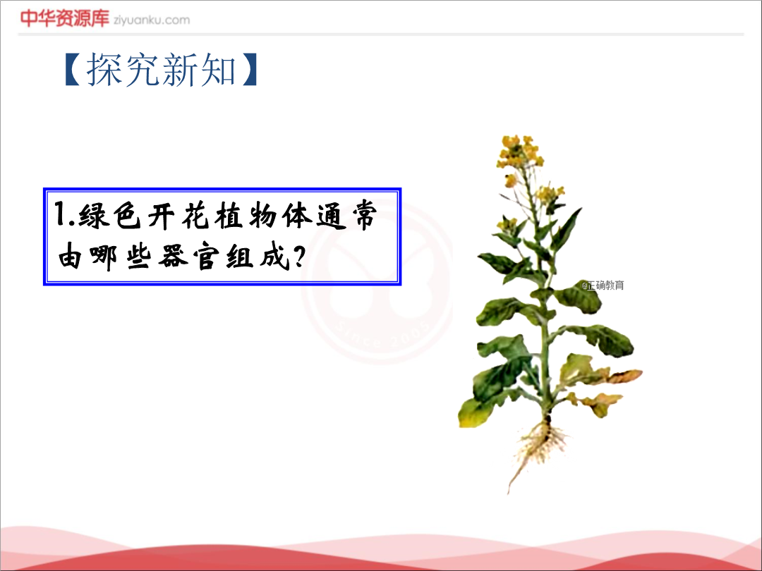 2.3 植物体的结构层次1
