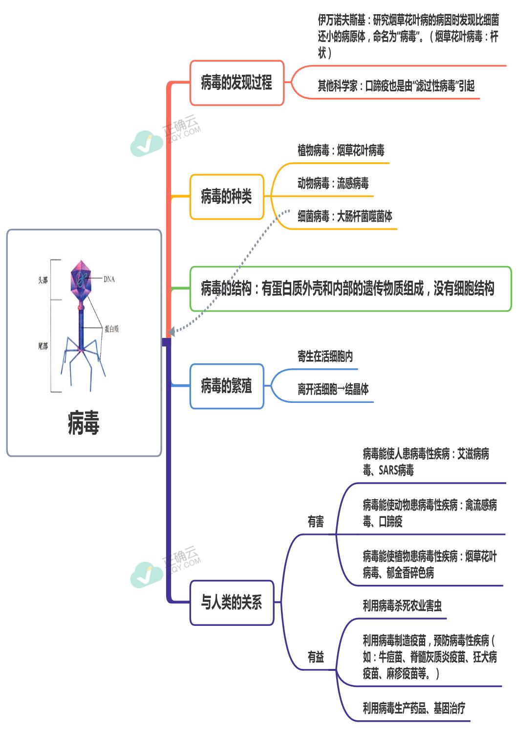 第五单元第五章病毒八年级上册生物人教版思维导图