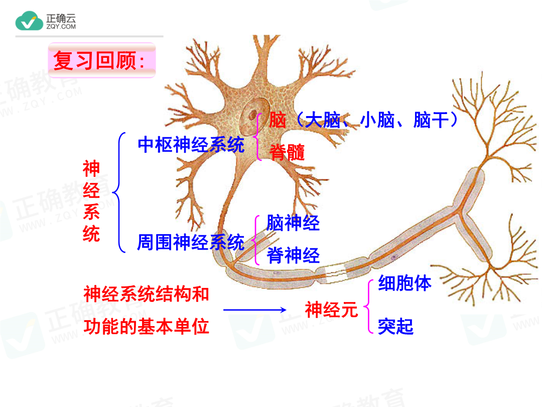 第2单元第4章第3节信息的处理神经调节的基本方式——反射