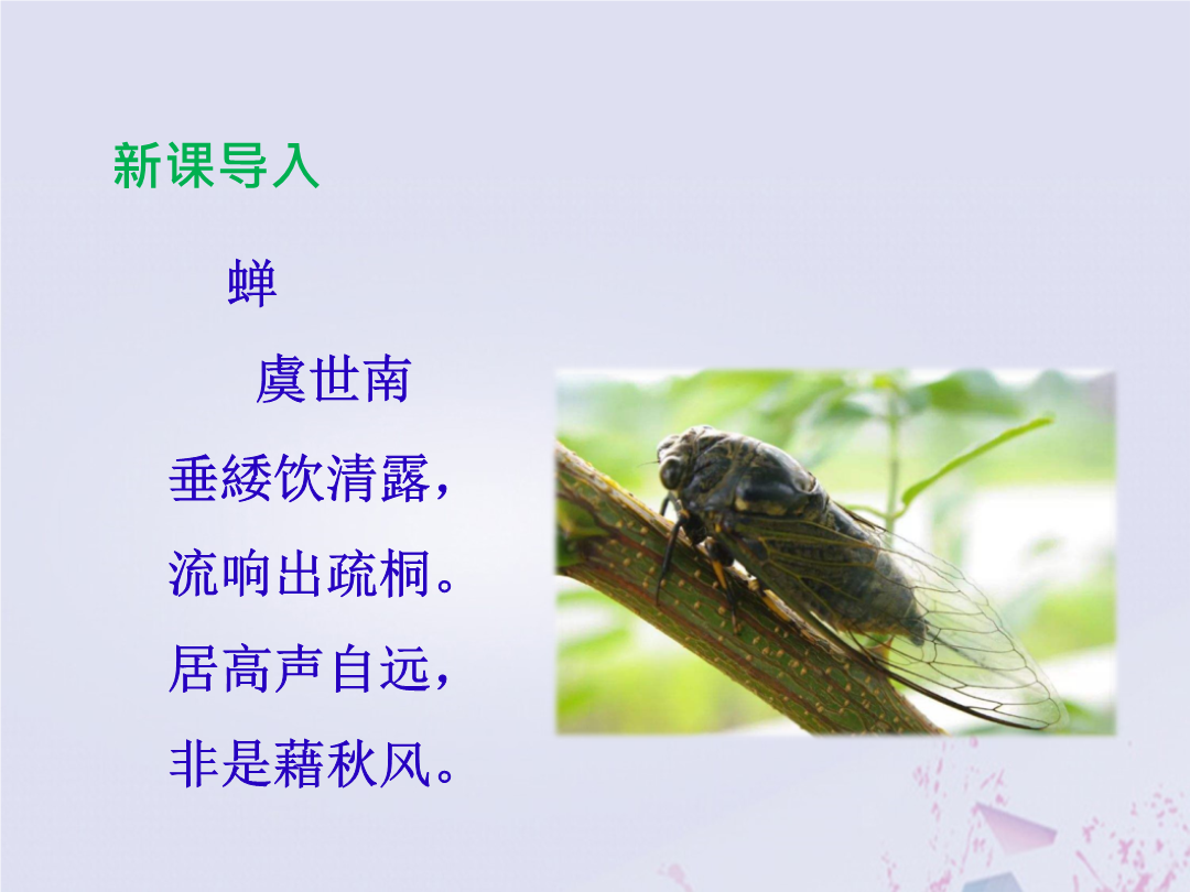 21蝉（教学课件）-初中语文人教部编版八年级上册