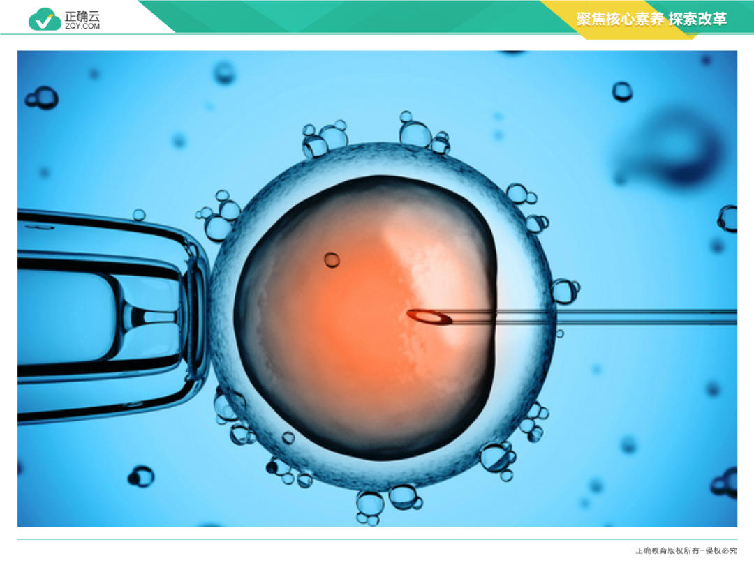 胚胎工程ppt图片