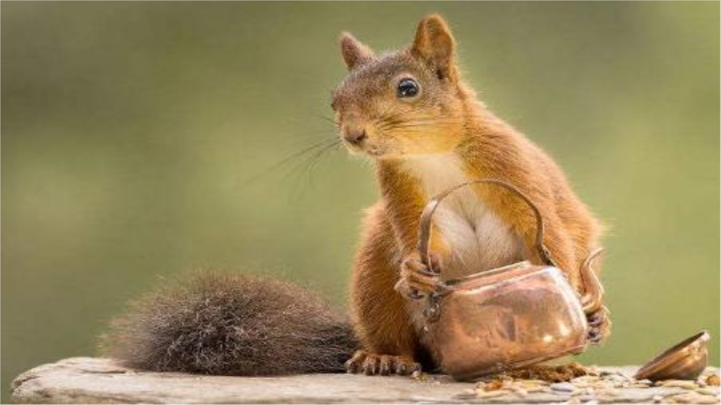 17松鼠 （教学课件）-小学语文部编版五年级上册